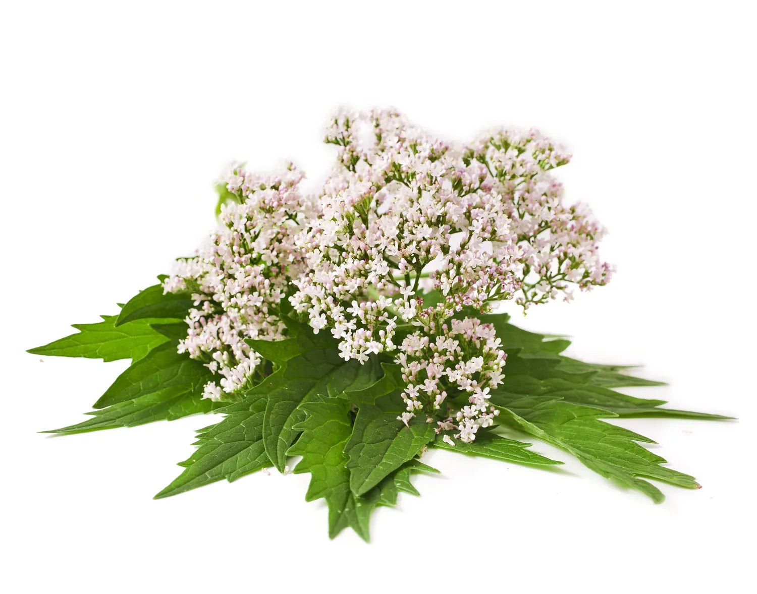 Valerian flowers used for relaxation and nighttime support